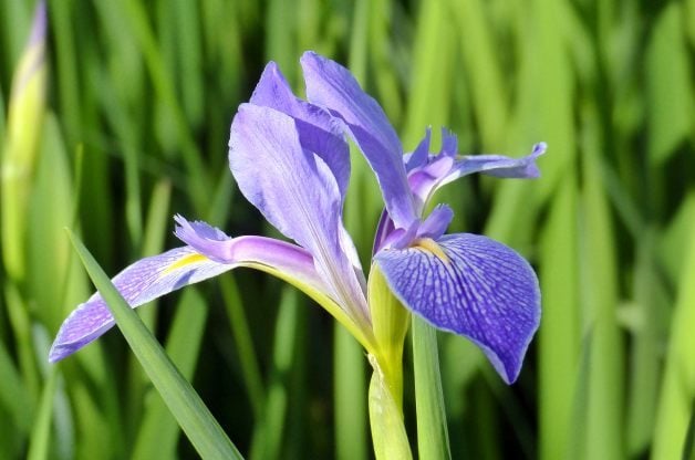 Blue Flag Iris Flower Gardens