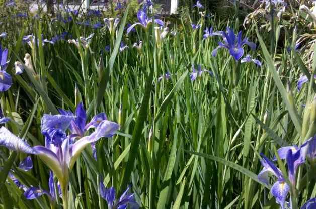 Flag Iris Flower Gardens