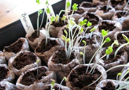 Starting seeds indoors for DIY vegetable garden
