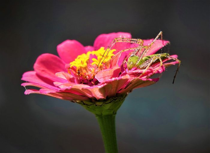 Spider on a zinnia bloom