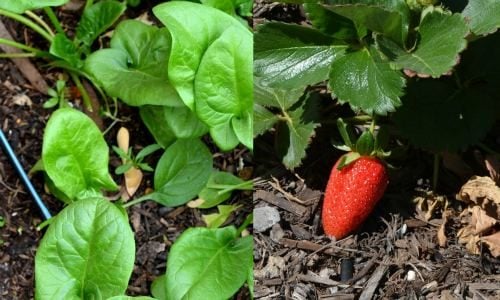 Plant spinach and strawberries together.