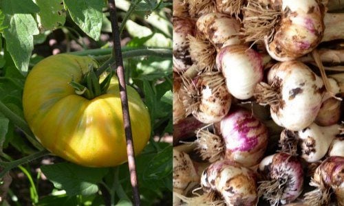 Plant tomatoes with garlic.