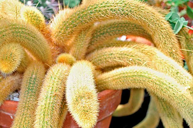 Top 10 Bizarre weird Plants: Tarantula cactus
