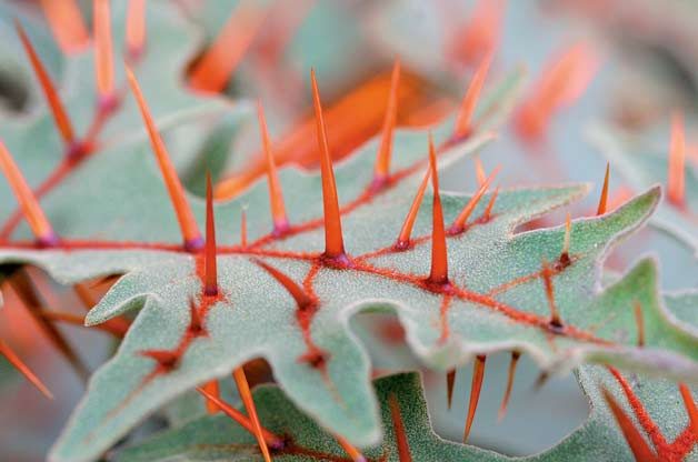 Top 10 Bizarre weird Plants: Devil's thorn