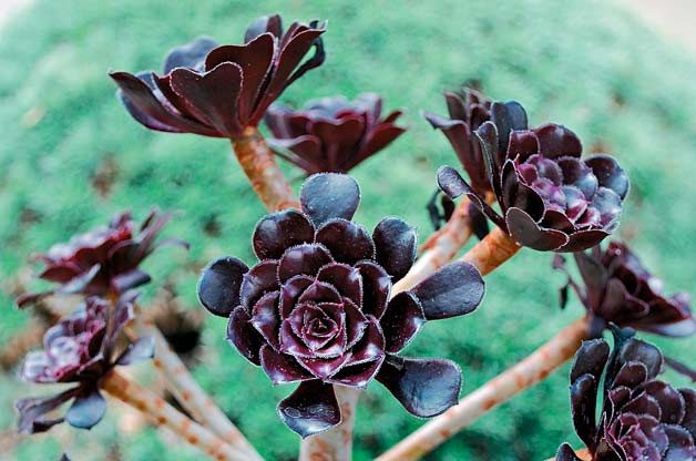 Top 10 Bizarre weird Plants: Black tree aeonium