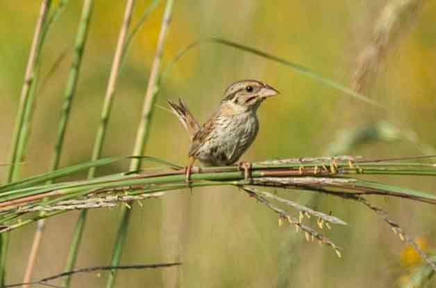 While this can be a hard species to find in many locations, Henslow's Sparrows are very common breeders at Goose Pond.
