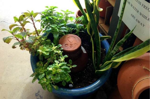 Ollas: how to use an olla to water your plants - Plantura