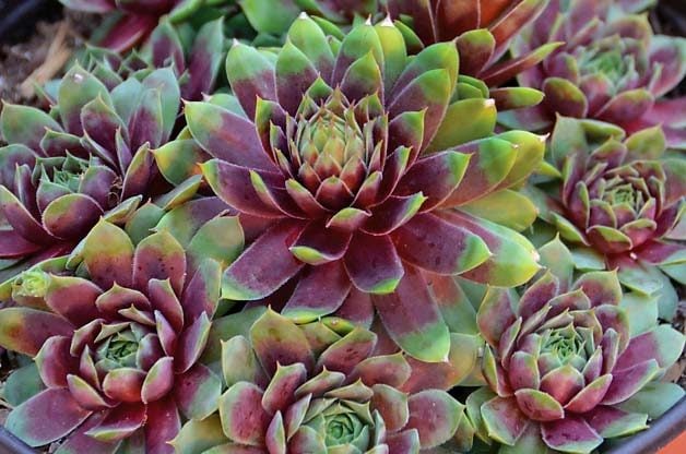 Top 10 Foolproof Plants for Kids: Hens-and-chicks