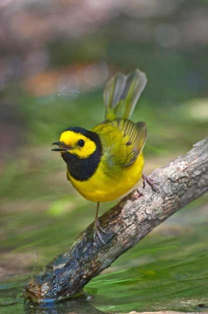 Birding Basics to Bird-Watching by Habitat