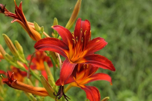 Attract hummingbirds with red daylilies