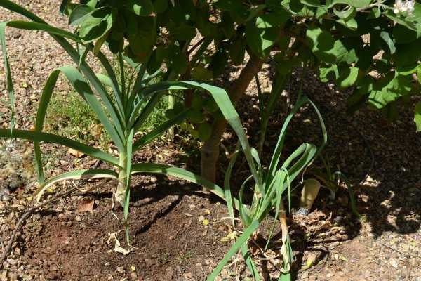Plant garlic around fruit trees to repel borers
