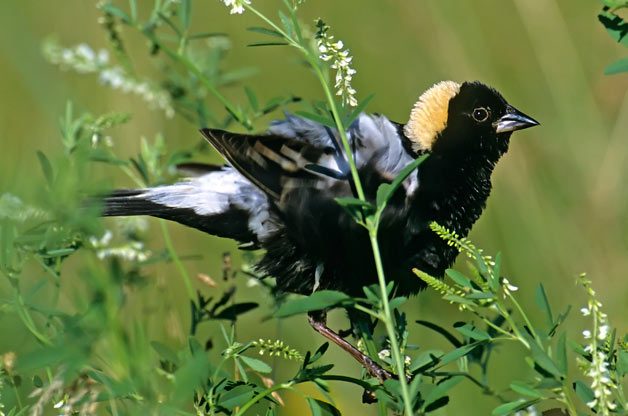 Grassland Birds: Hidden Gems of the Prairie