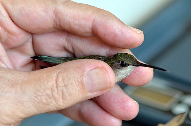 Banding a hummingbird is a very precise and delicate process. 