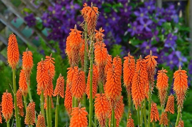 Top 10 Hummingbird Flowers and Plants: Red hot poker