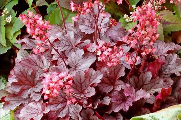 Top 10 Hummingbird Flowers and Plants: Coral bells