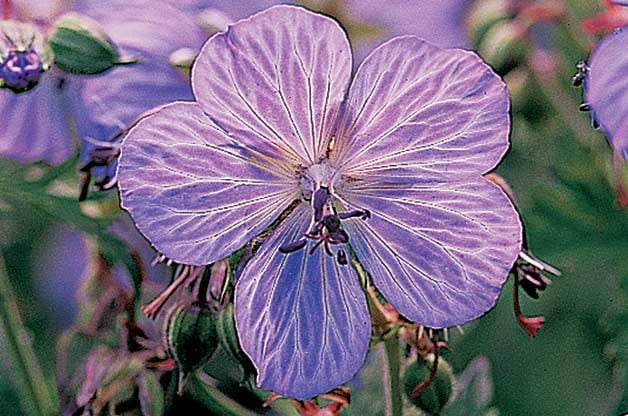 Top 10 Year-Round flowers Perennials: Perennial geranium