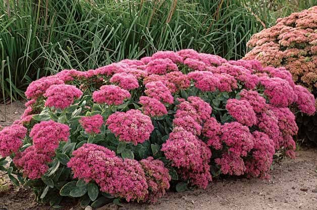 Top 10 Year Round Perennials, Year Round Plants For Landscaping