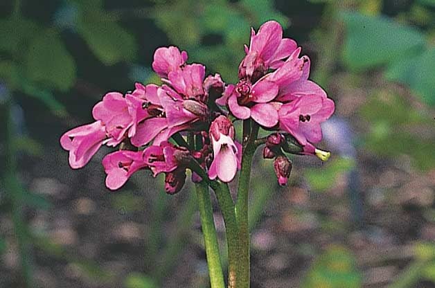 Top 10 Year-Round flowers Perennials: Bergenia