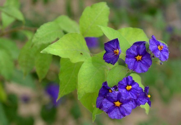 Blue Potato Bush (Solanum rantonnettii)