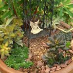 Container Ideas: Miniature Succulent Fairy Garden