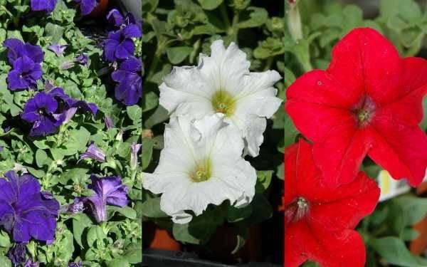 Blue, white and red petunias