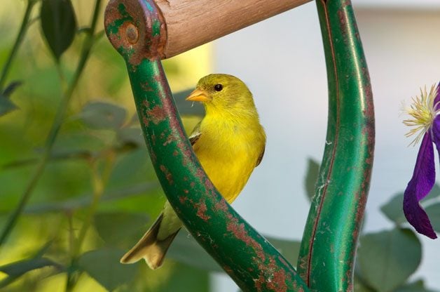 Planting a garden, even in containers, provides shelter and food for birds. Goldfinches (shown here) are among the birds you can attract with plants.