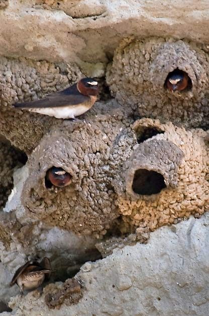 swallows nests