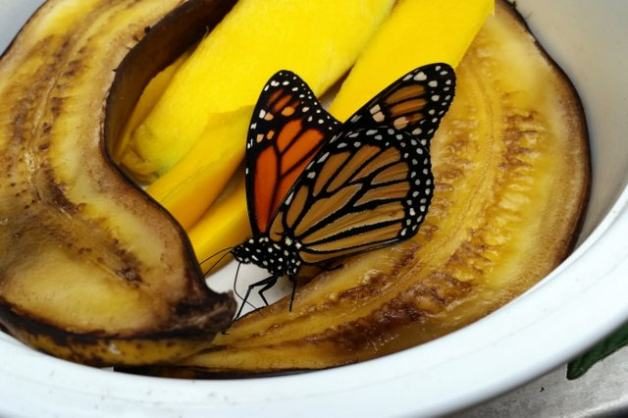 Attracting butterflies with fruit.