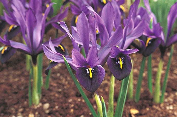 purple flowers dwarf iris 