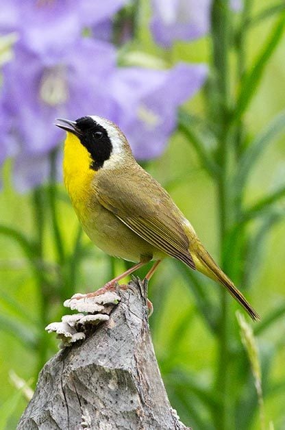 Identifying Birds by Their Song | Birds & Blooms
