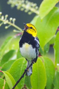 Beginning Birding: Black-throated green warbler