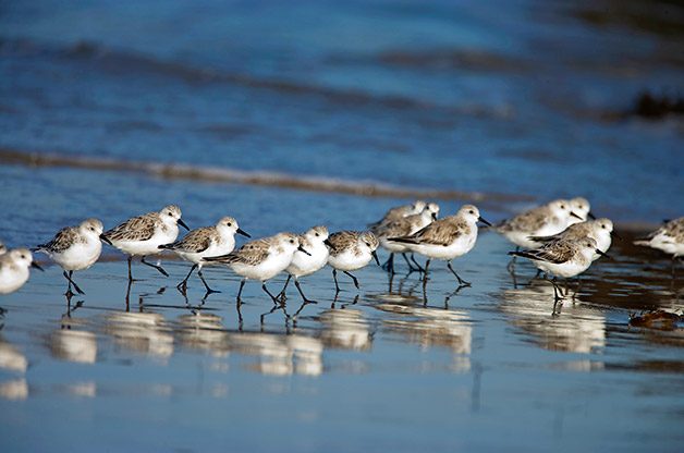Beach Bum Birds: Coastal Fliers and Beach Birding Locations | Birds & Blooms