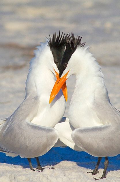 Beach Bum Birds: Coastal Fliers and Beach Birding Locations | Birds & Blooms