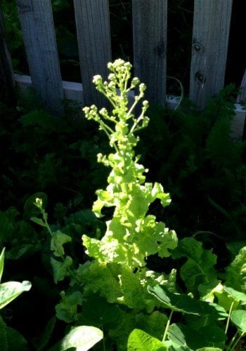 Seeds forming on bolted lettuce.