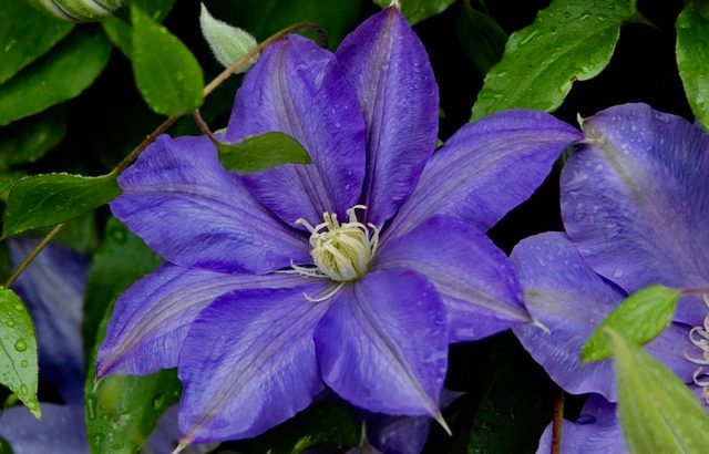 purple flowering vine clematis