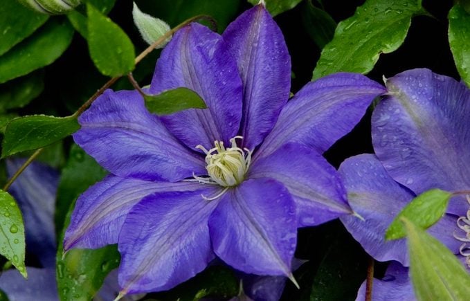 purple flowers, clematis