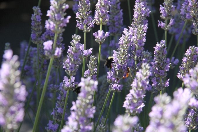 purple flowering plant lavender