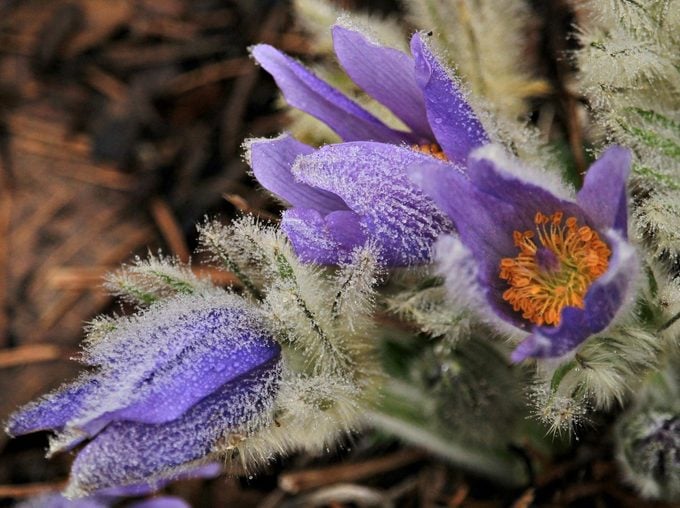 Pasque flower, purple plants