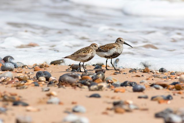dunlin, beach birds
