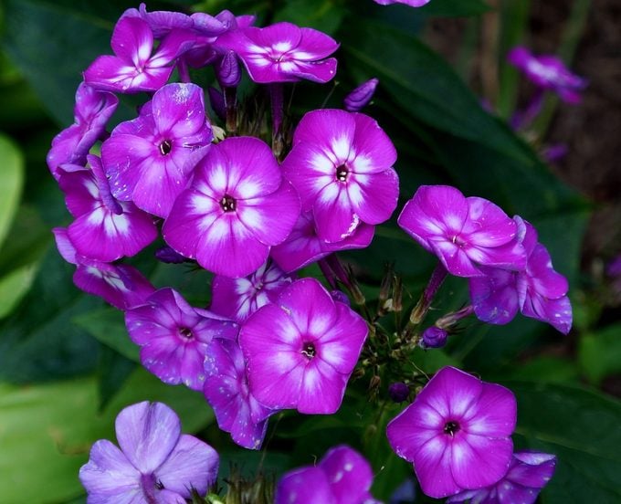 purple flowering plant verbena