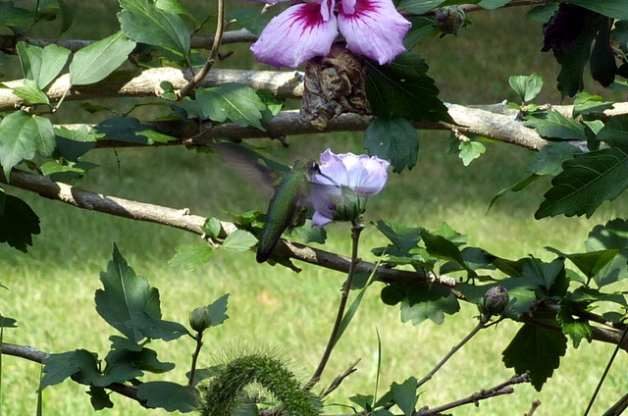 Attract Wildlife with Rose of Sharon