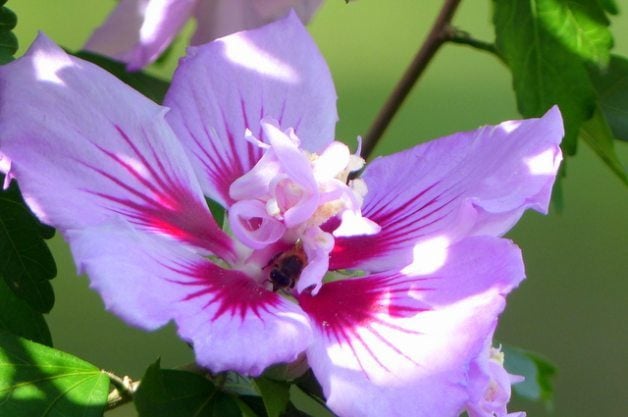 Attract Wildlife with Rose of Sharon