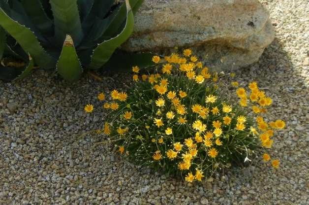 drought tolerant ground cover