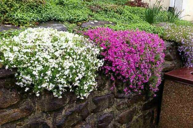 5 Flowering Drought Tolerant Ground, Full Sun Ground Cover Flowers