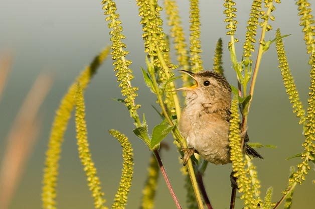 Sedge Wrens are rather drab but they make up for it with their incredible song. Photo by Eric Ripma.