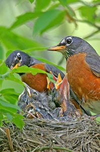 BIRD NESTING 101: Female robins incubate the eggs, but both parents care for the young.