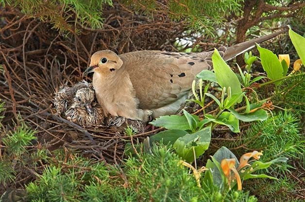 when do birds lay eggs, Mourning doves extend their nesting season well into early fall.