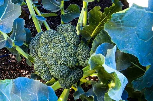 broccoli in vegetable garden