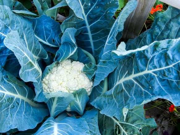 cauliflower-vegetable-garden