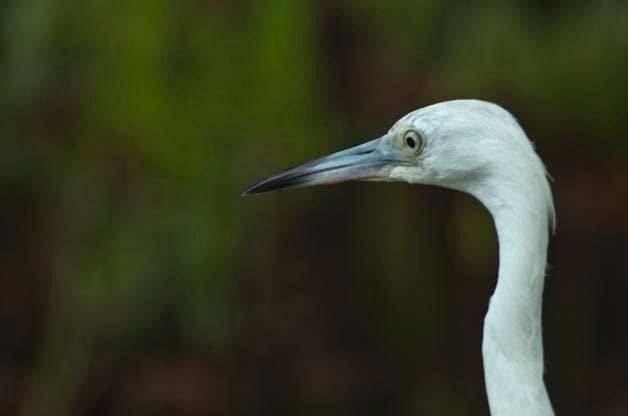 This might not look like a Little Blue Heron but young birds are white for their first year of their life.
